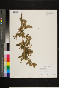 Rubus argutus image