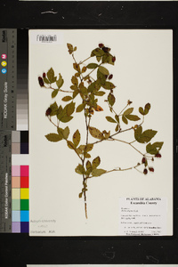 Rubus argutus image