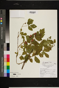 Rubus argutus image