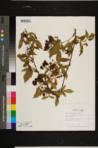 Rubus argutus image