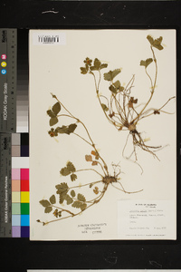 Rubus argutus image