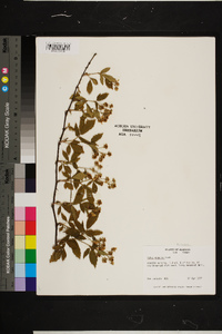 Rubus argutus image