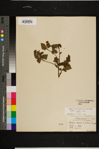 Rubus argutus image