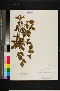 Rubus argutus image