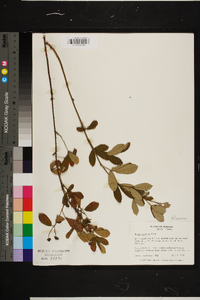 Rubus argutus image