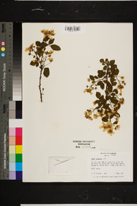 Rubus argutus image