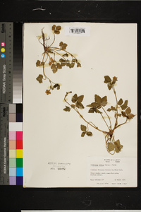 Rubus argutus image