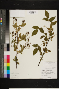 Rubus argutus image