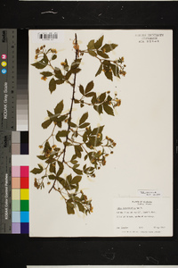 Rubus argutus image