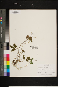 Rubus argutus image