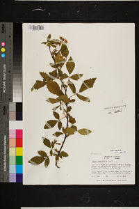 Rubus argutus image