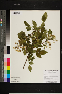 Rubus argutus image