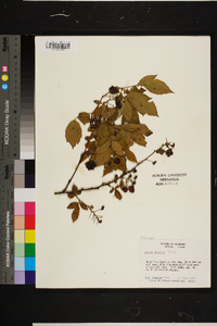 Rubus argutus image