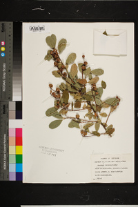 Rubus cuneifolius image