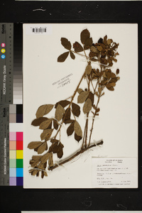 Rubus cuneifolius image