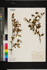 Rubus cuneifolius image