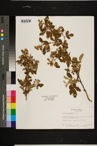 Rubus cuneifolius image