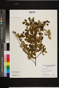 Rubus cuneifolius image