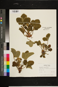 Rubus cuneifolius image