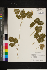 Rubus flagellaris image