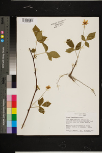 Rubus flagellaris image