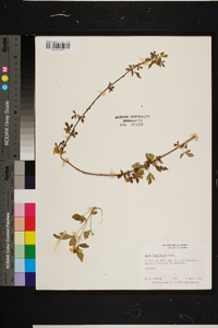 Rubus flagellaris image