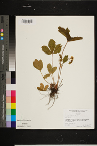 Rubus flagellaris image