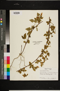 Rubus flagellaris image