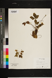 Rubus flagellaris image