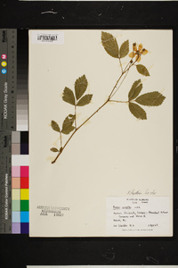 Rubus flagellaris image