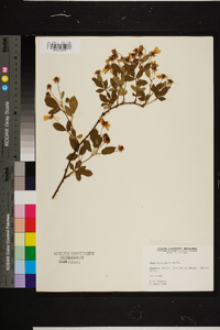 Rubus flagellaris image