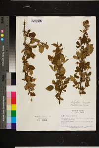 Rubus flagellaris image