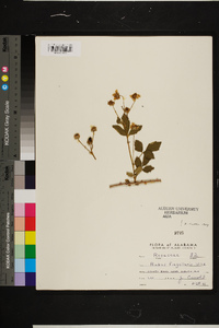 Rubus flagellaris image