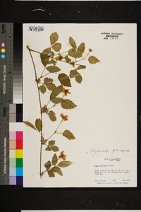 Rubus flagellaris image