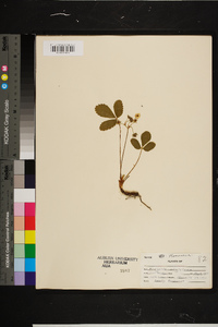 Rubus flagellaris image