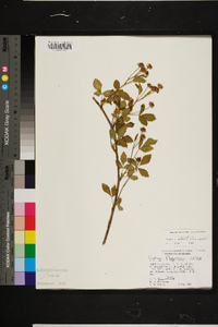 Rubus flagellaris image