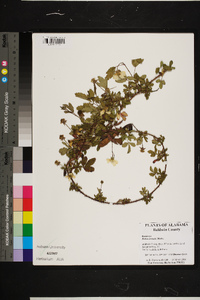 Rubus trivialis image