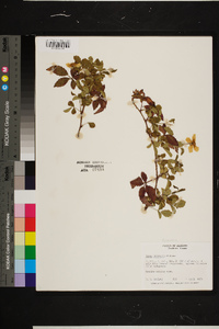 Rubus trivialis image