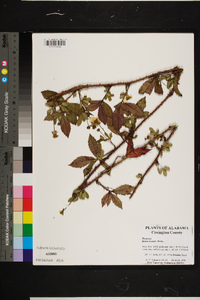 Rubus trivialis image