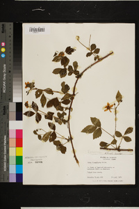 Rubus trivialis image