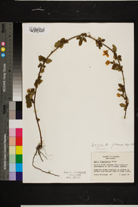 Rubus trivialis image