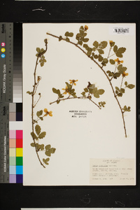 Rubus trivialis image