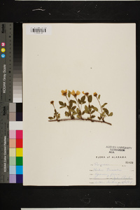 Rubus trivialis image