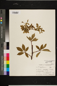 Rubus trivialis image