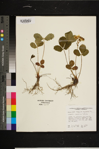 Rubus trivialis image