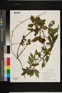 Rubus trivialis image