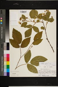 Rubus argutus image