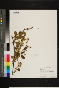 Rubus argutus image