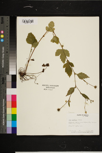 Rubus argutus image