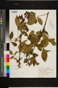 Rubus argutus image